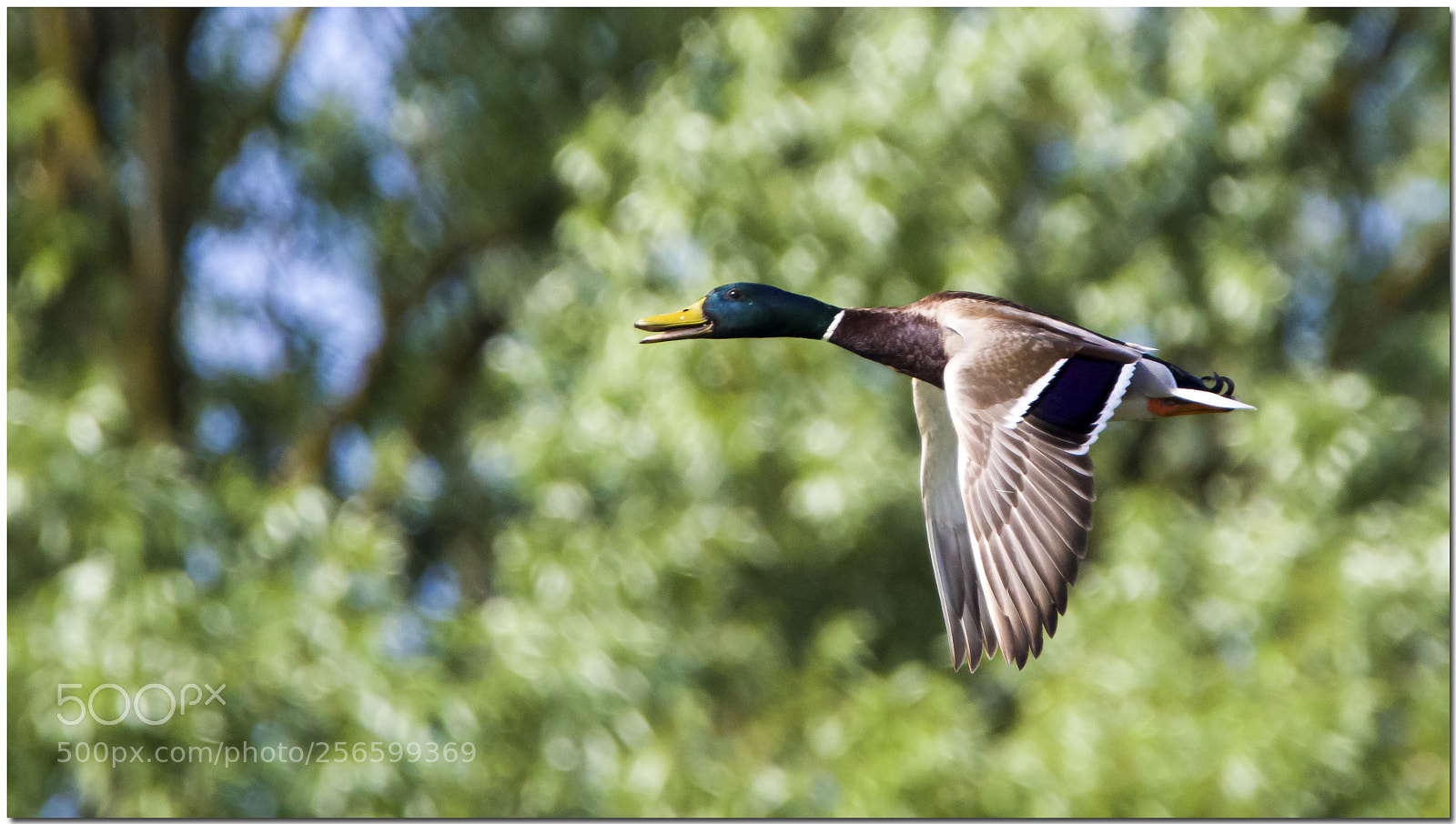 Canon EOS 7D Mark II sample photo. Germano photography