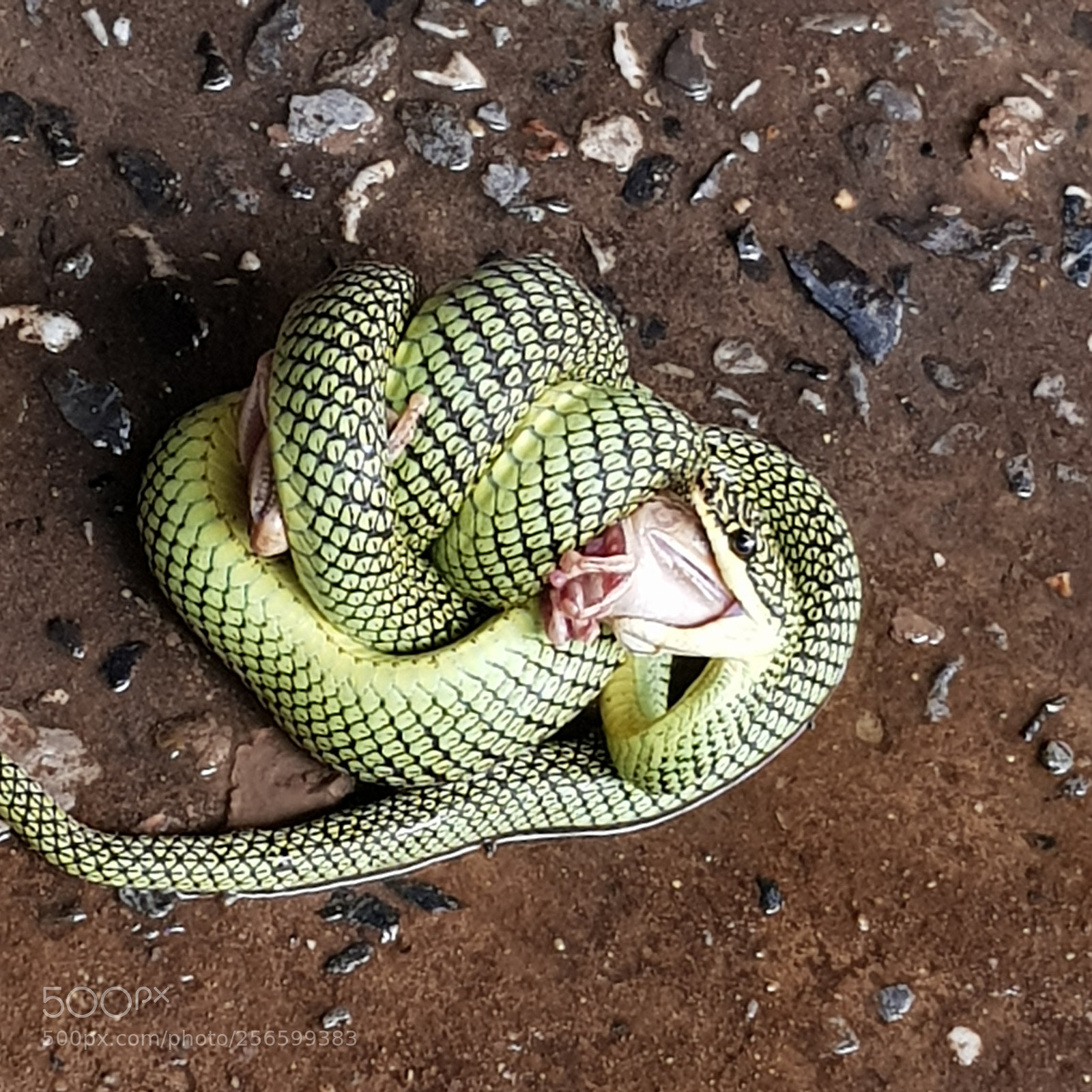 Samsung Galaxy S8 sample photo. Untitled photography