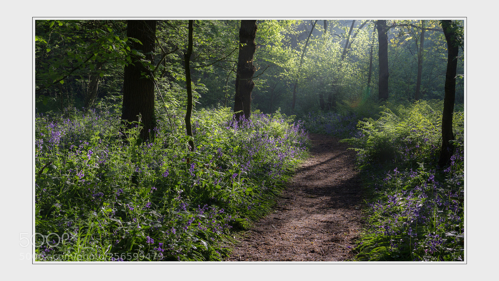Canon EOS 60D sample photo. Hyacintenbos photography