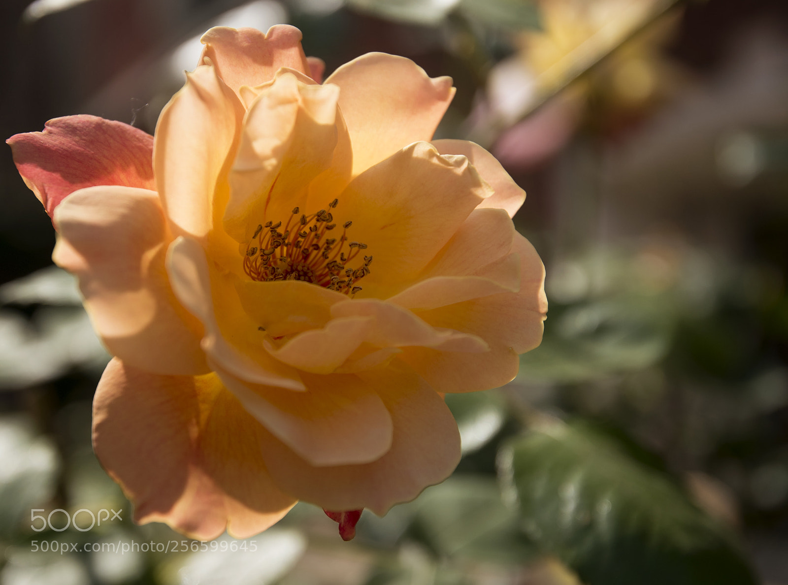 Nikon D750 sample photo. Flower photography