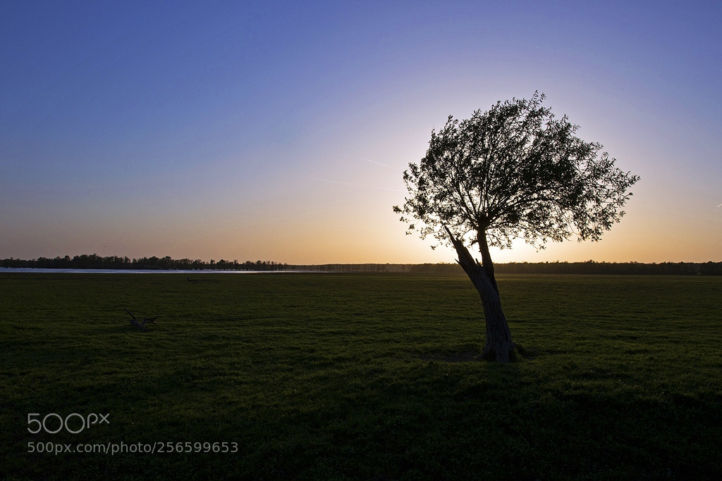 Canon EOS 7D Mark II sample photo. Tree photography