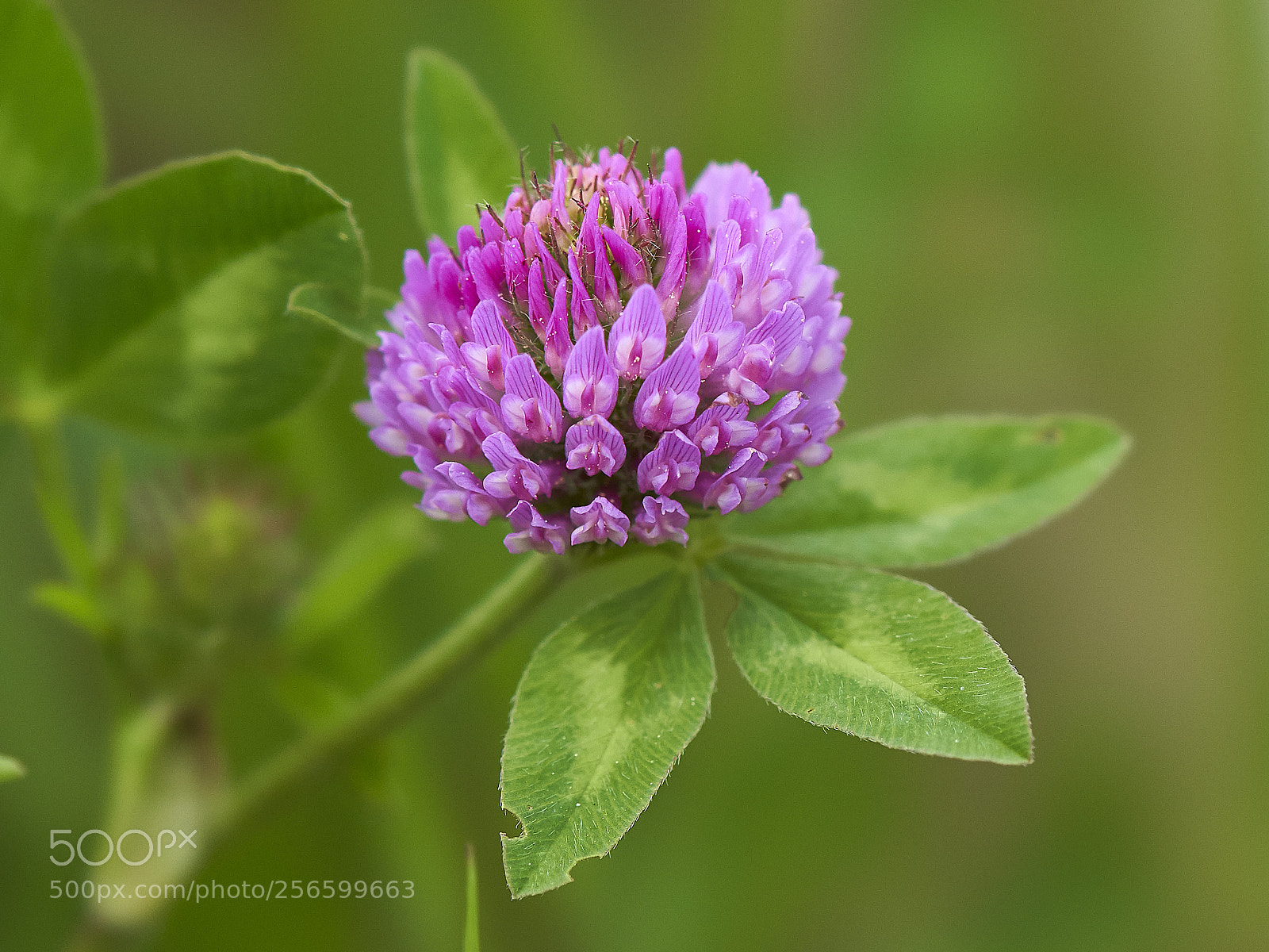 Sony a7R III sample photo. Trifolium pratense photography