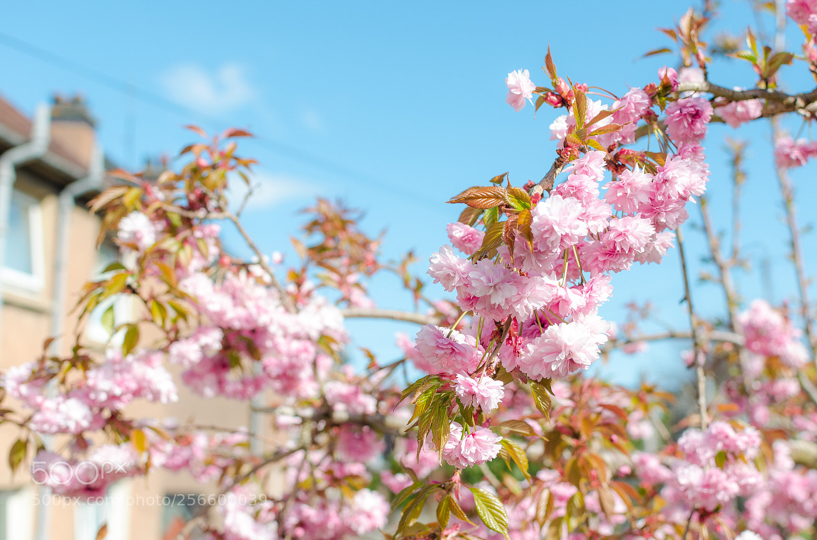 Nikon D5100 sample photo. Spring in backyard (1) photography