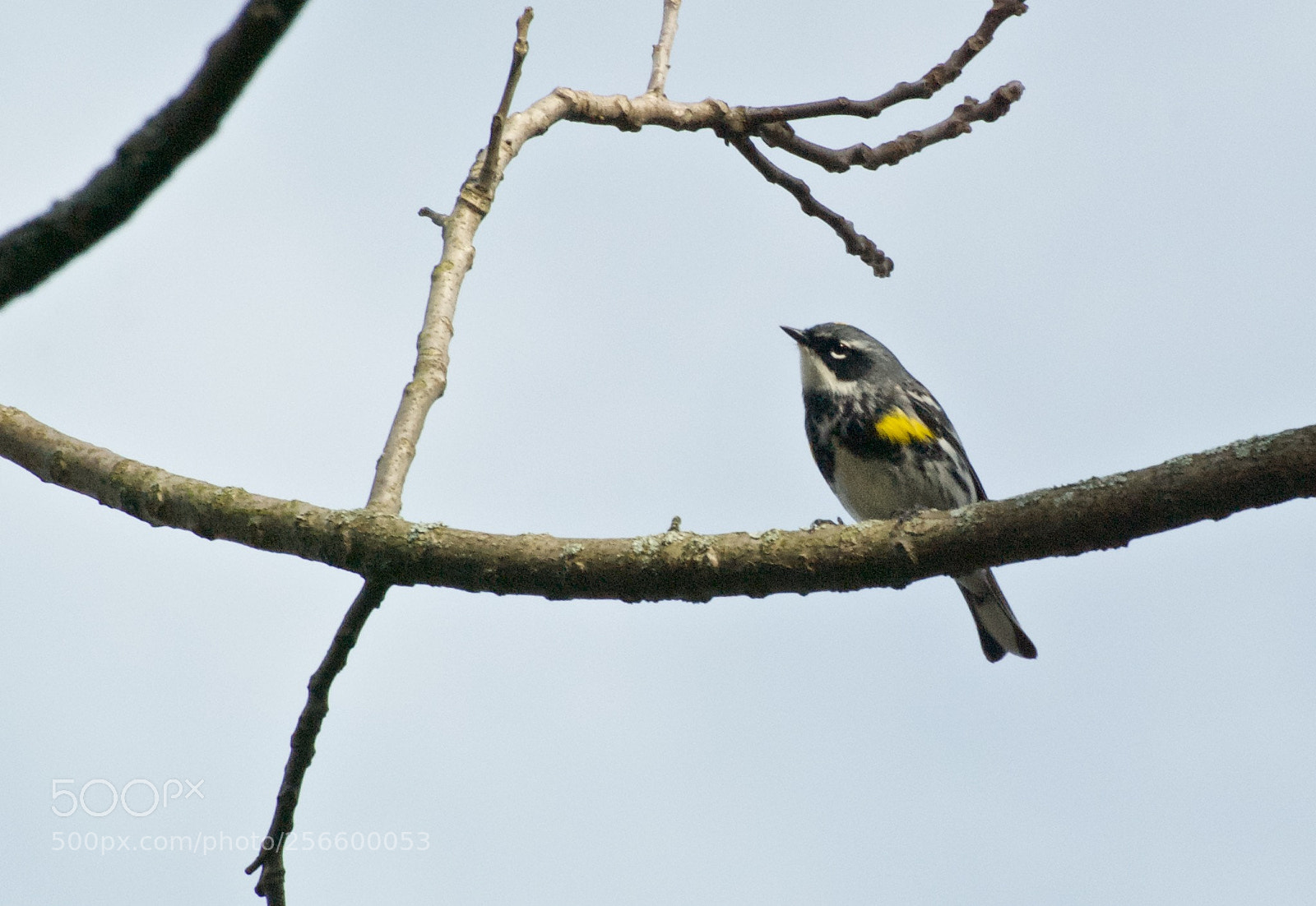 Nikon D80 sample photo. Yellow-rumped warbler photography