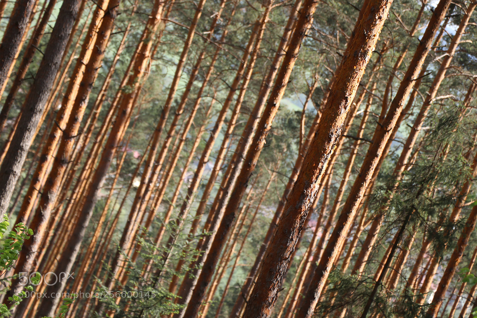 Canon EOS 80D sample photo. The woods photography