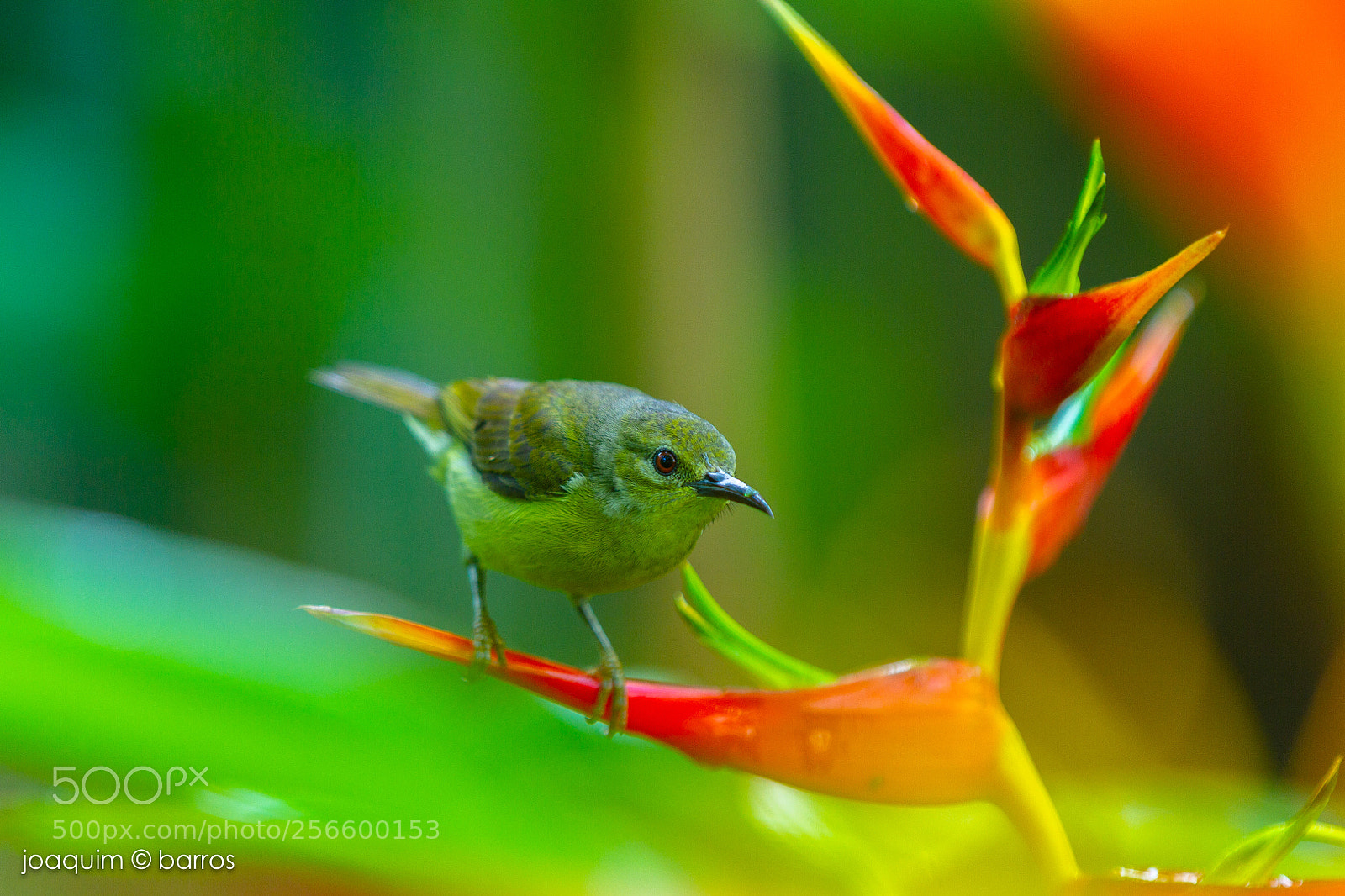 Canon EOS 7D sample photo. Olive-backed sunbird photography