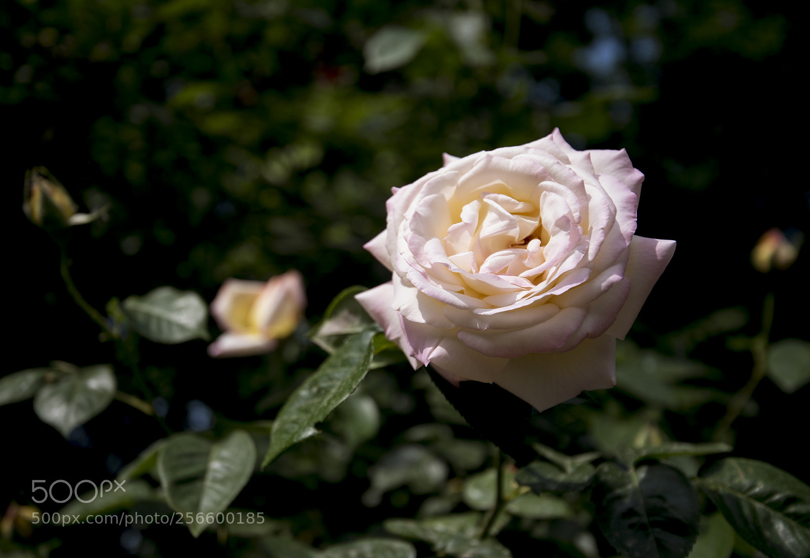 Nikon D750 sample photo. Flower photography