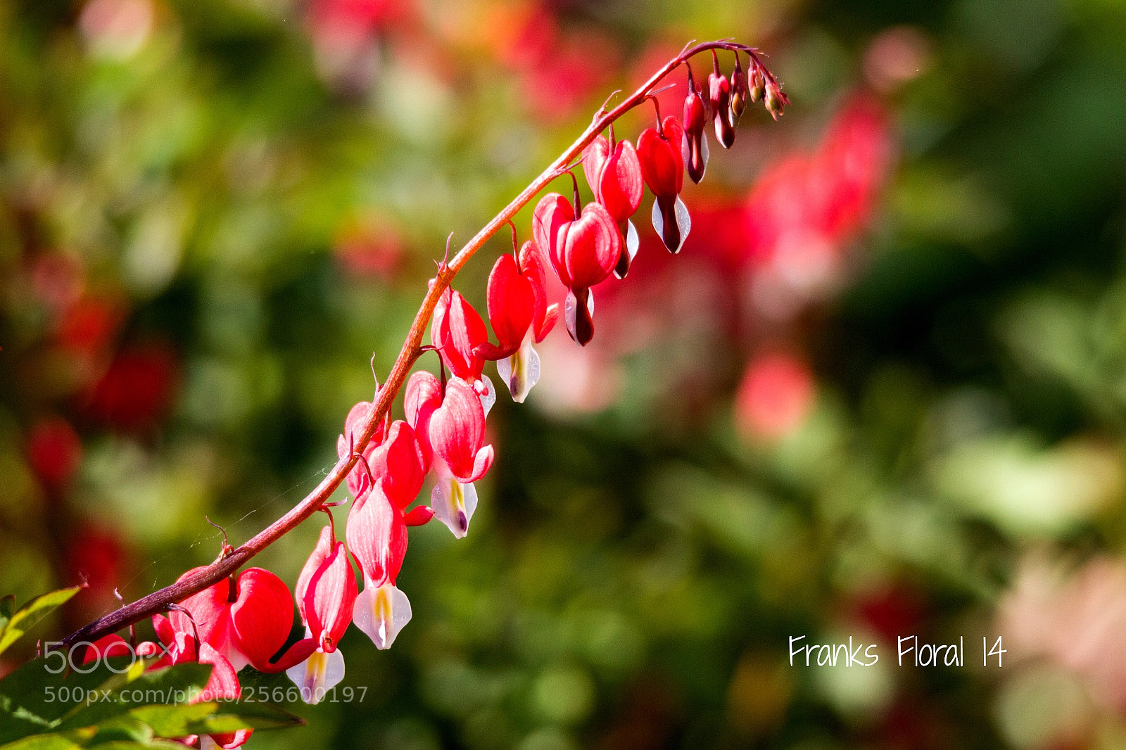 Canon EOS 550D (EOS Rebel T2i / EOS Kiss X4) sample photo. Up and up... photography