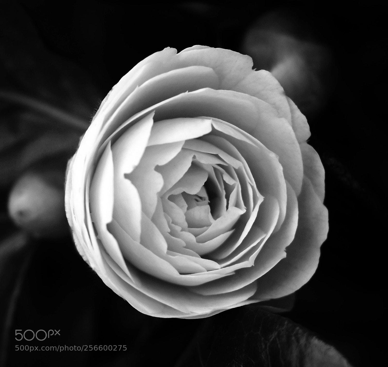 Olympus OM-D E-M5 II sample photo. Camelia flower black and photography