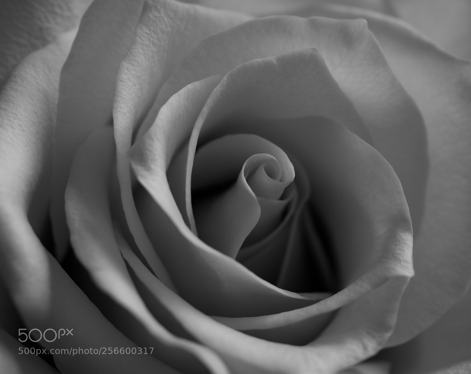 Olympus OM-D E-M5 II sample photo. Rose black and white photography