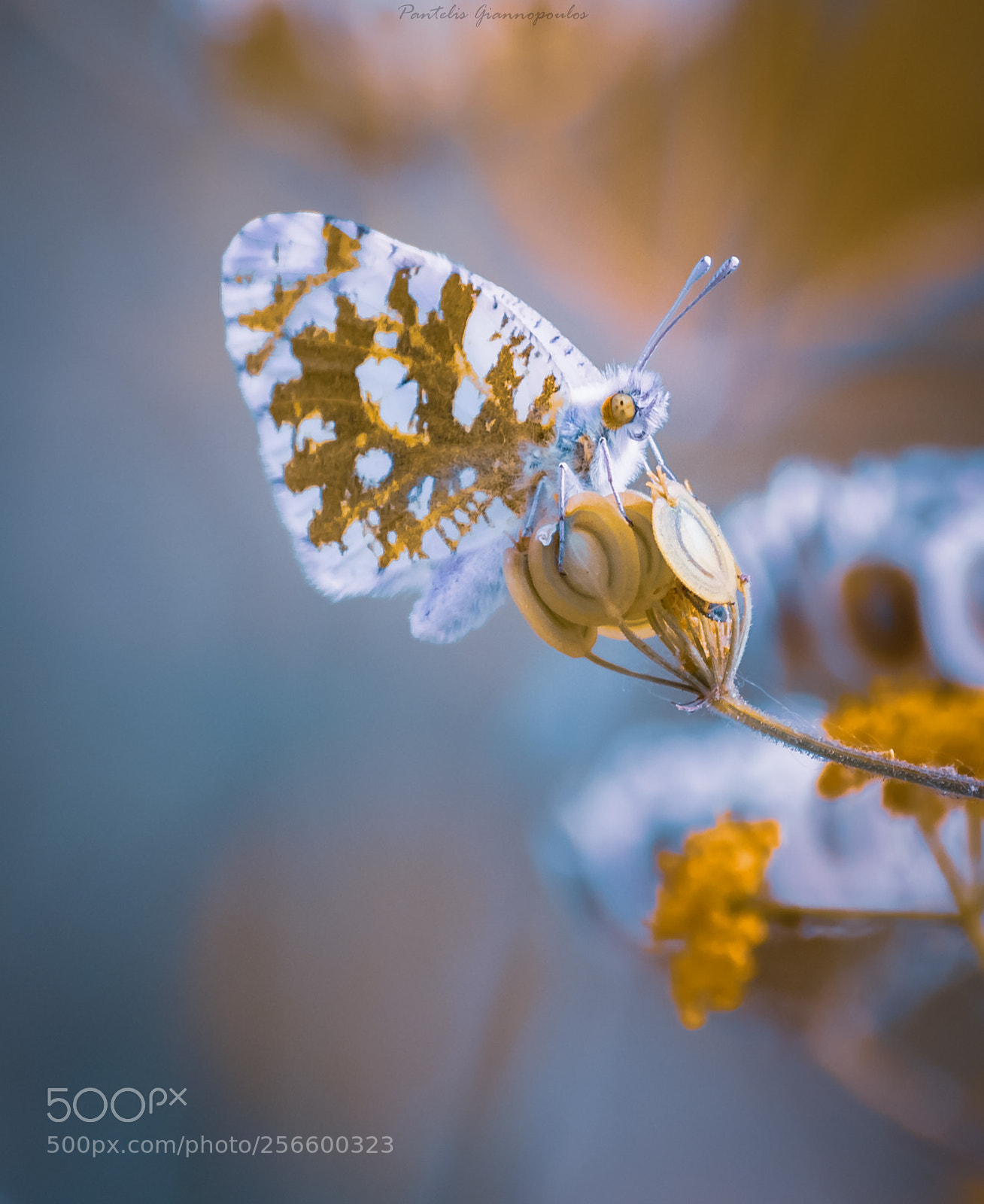 Nikon D3300 sample photo. Pastel photography