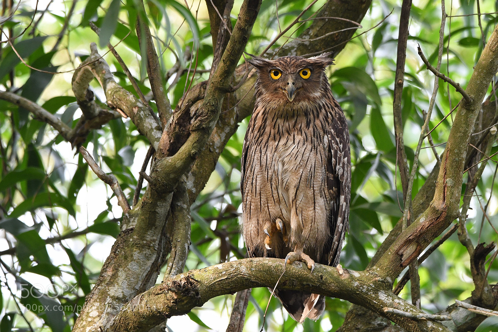 Nikon D500 sample photo. Brown fish owl photography