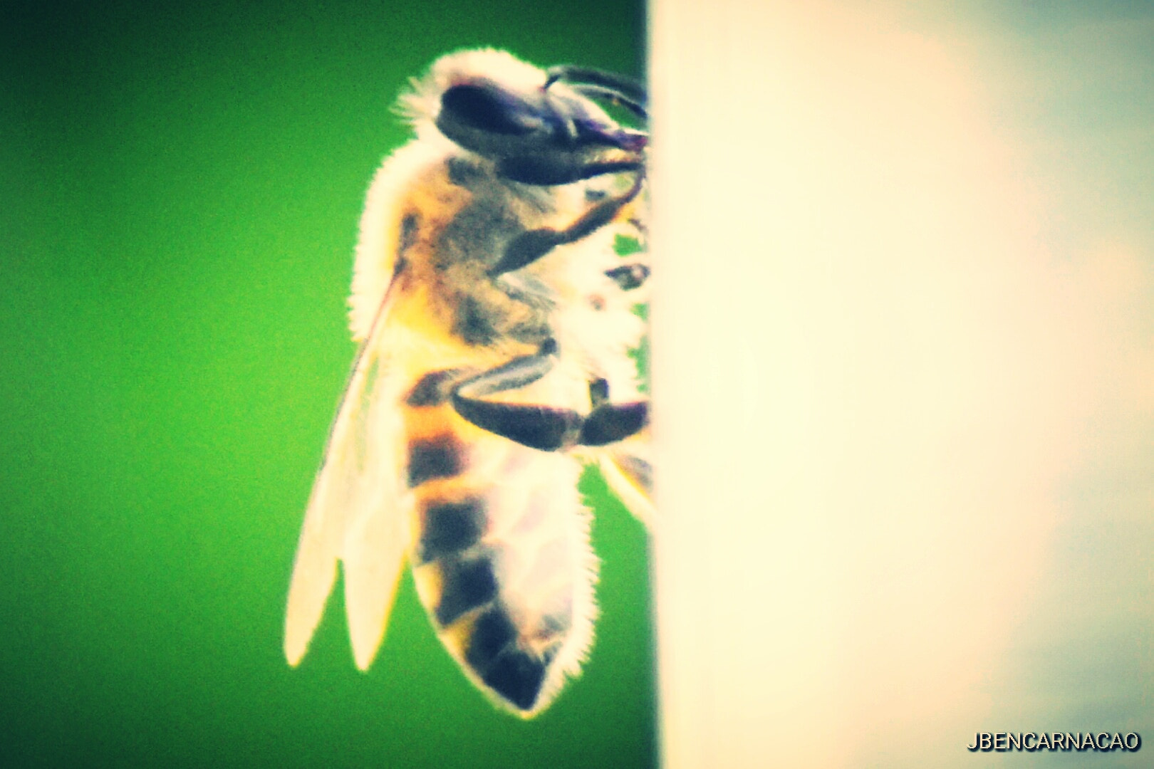 Nikon D5600 sample photo. A bee photography