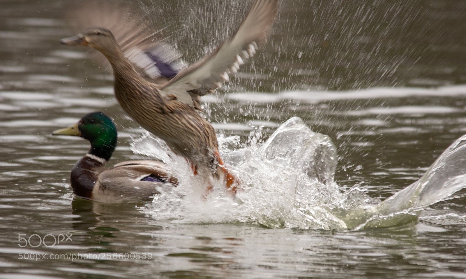 Pentax K-3 II sample photo. Mallard takeoff photography