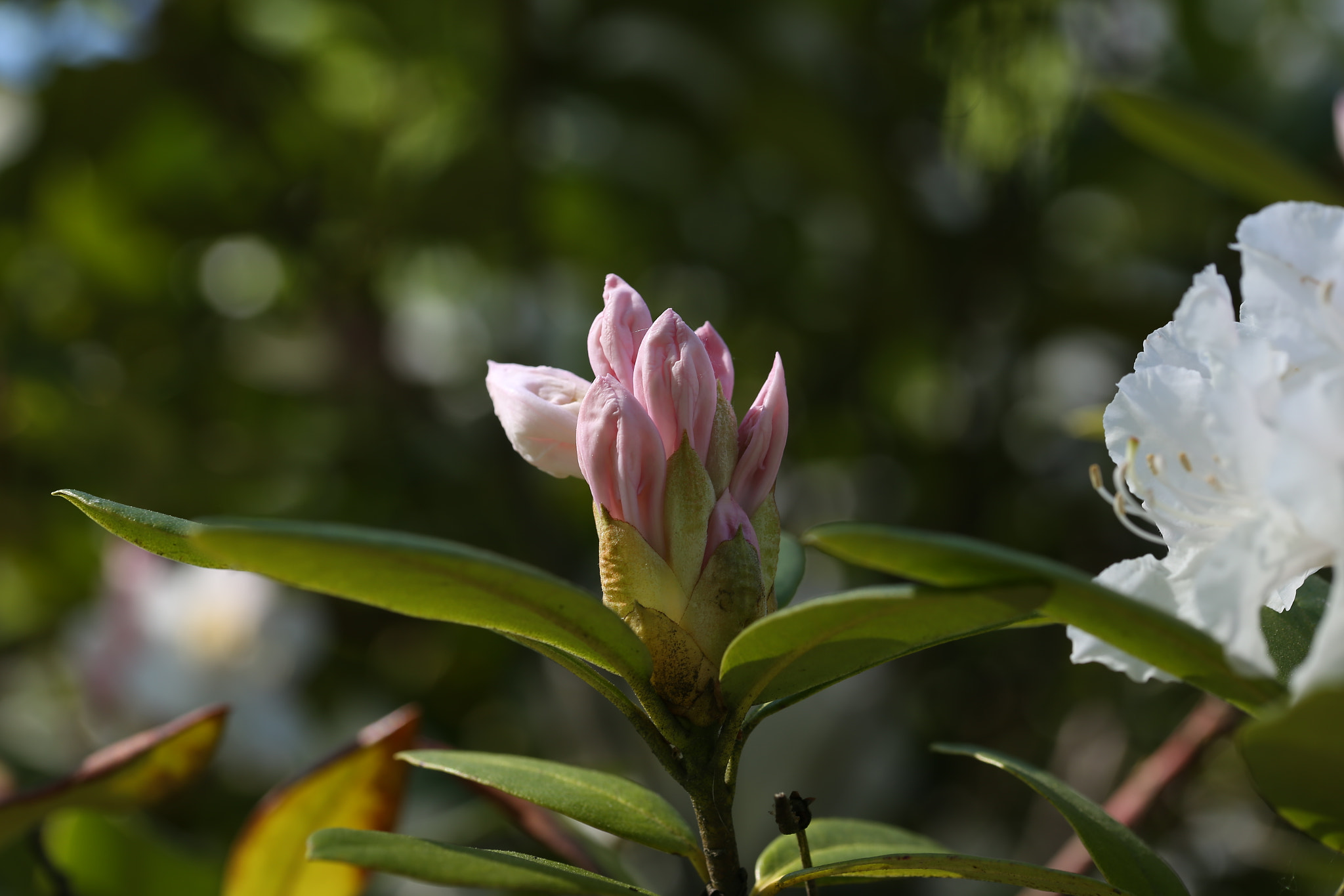 Canon EOS 6D + Sigma 105mm F2.8 EX DG OS HSM sample photo