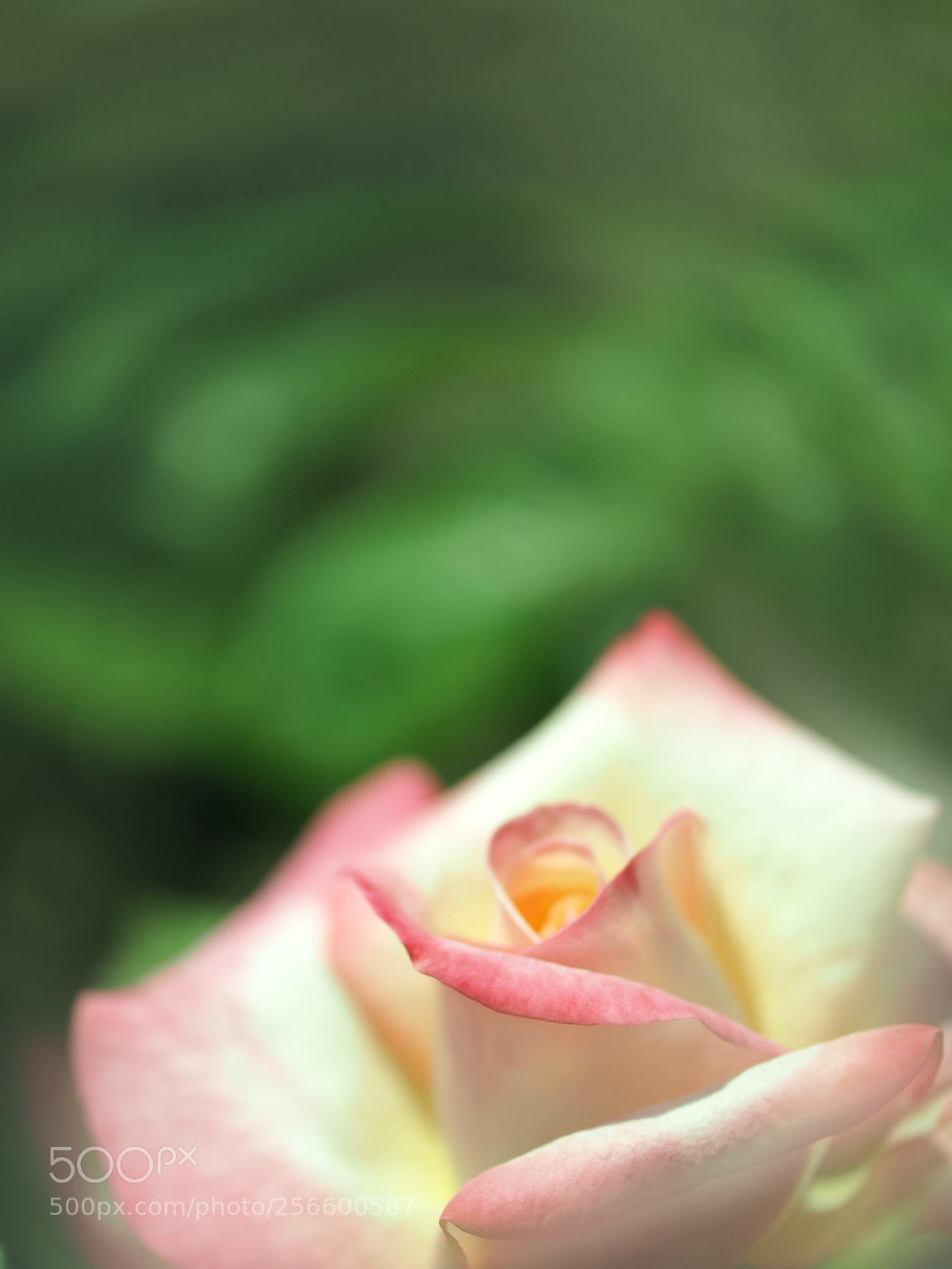 Olympus OM-D E-M5 II sample photo. Rose photography