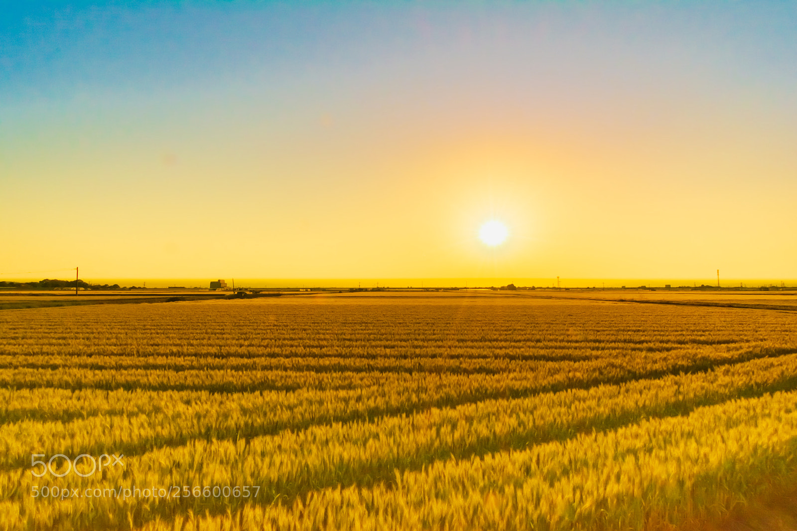 Nikon D7100 sample photo. Spring wheat farmfield in photography