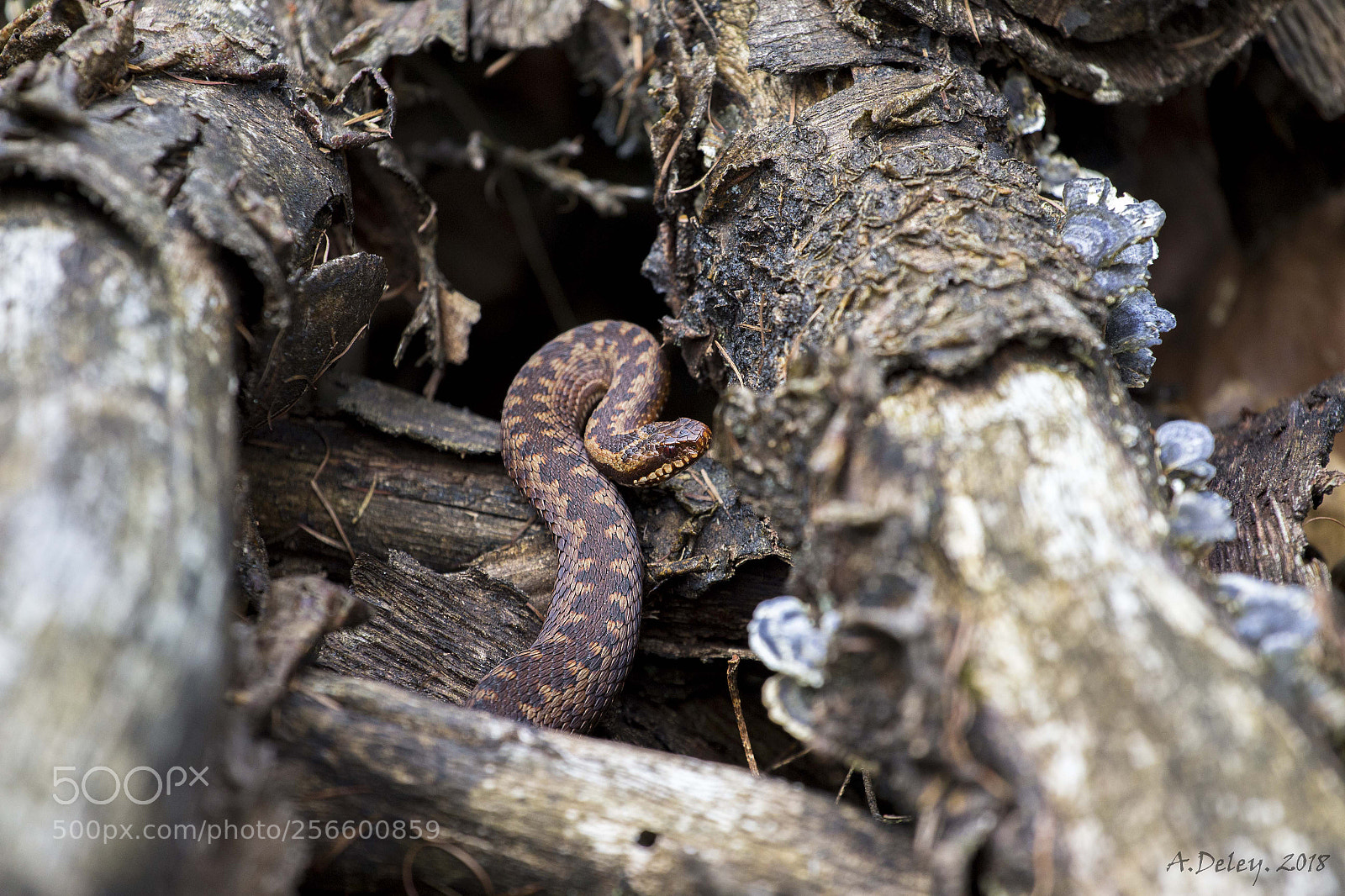 Canon EOS 700D (EOS Rebel T5i / EOS Kiss X7i) sample photo. Adder photography