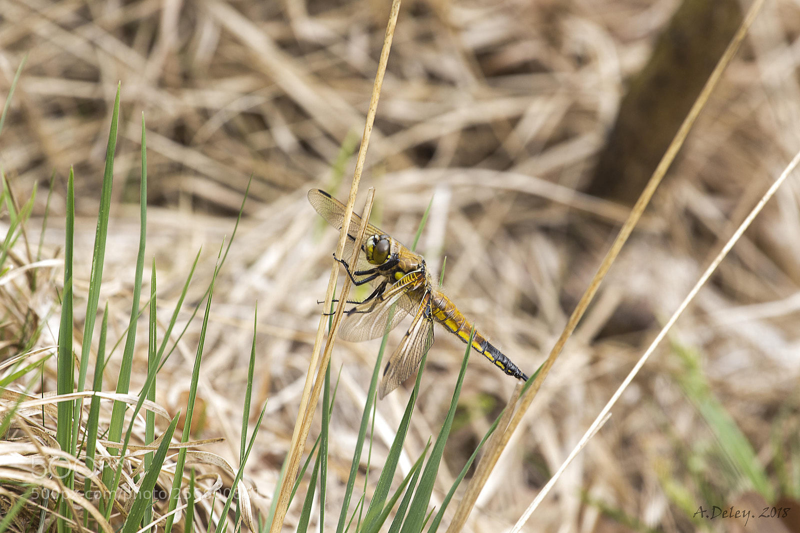 Canon EOS 700D (EOS Rebel T5i / EOS Kiss X7i) sample photo. Onbekende libel photography