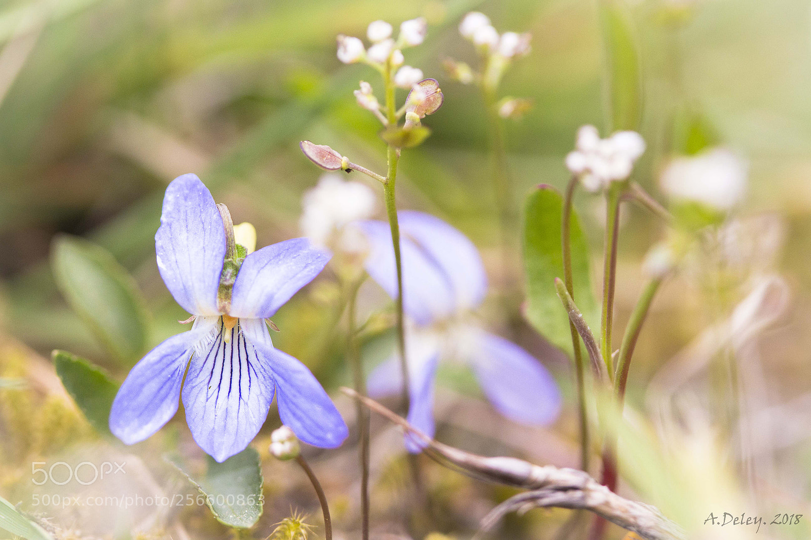 Canon EOS 700D (EOS Rebel T5i / EOS Kiss X7i) sample photo. Marsh violet photography
