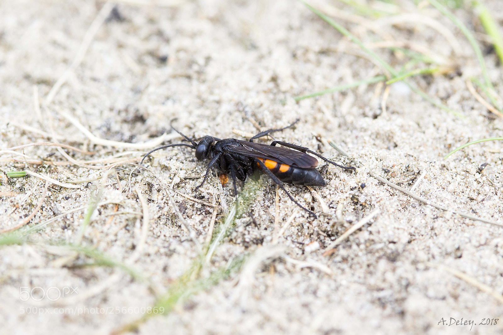 Canon EOS 700D (EOS Rebel T5i / EOS Kiss X7i) sample photo. Black-banded spider wasp photography