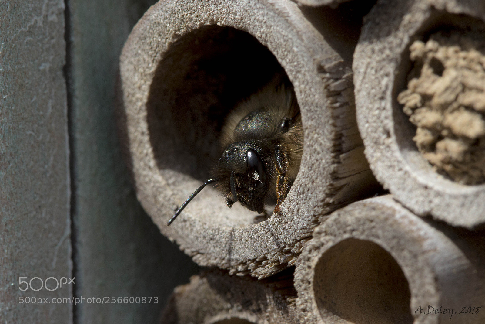 Canon EOS 700D (EOS Rebel T5i / EOS Kiss X7i) sample photo. Red mason bee with photography
