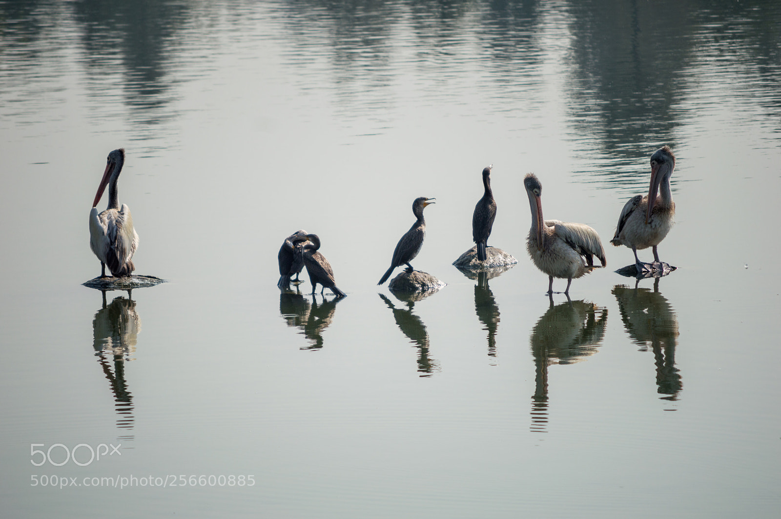 Nikon D3200 sample photo. Floating birds photography
