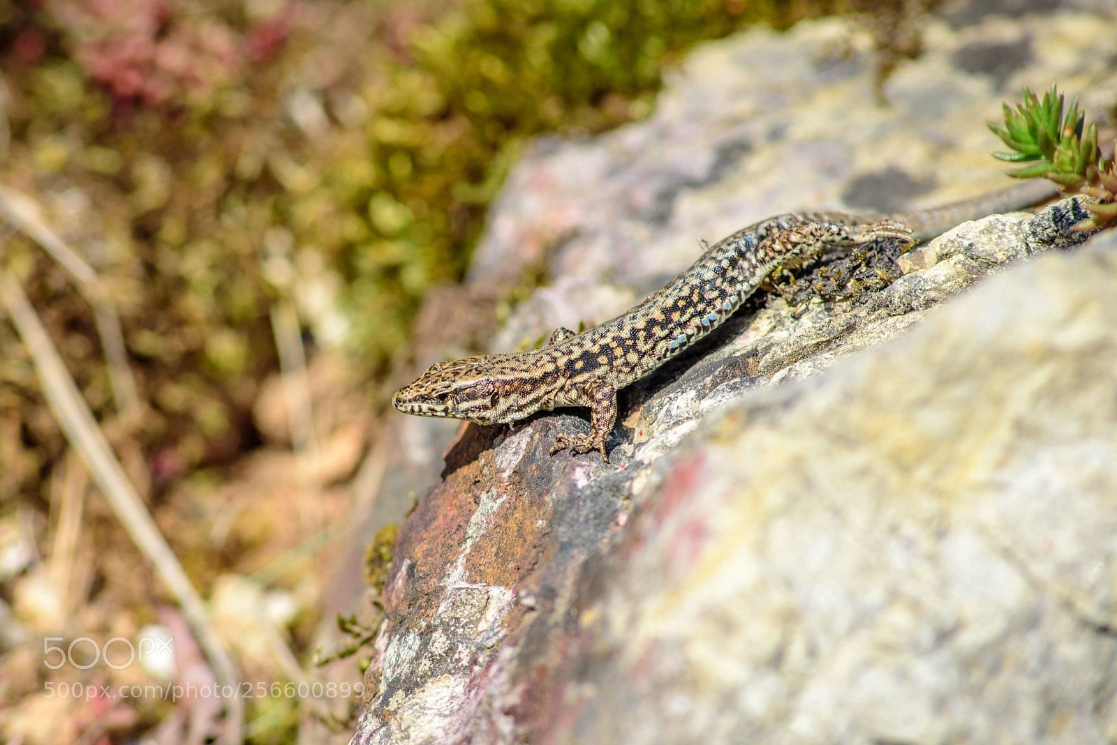 Nikon D750 sample photo. Lizard photography