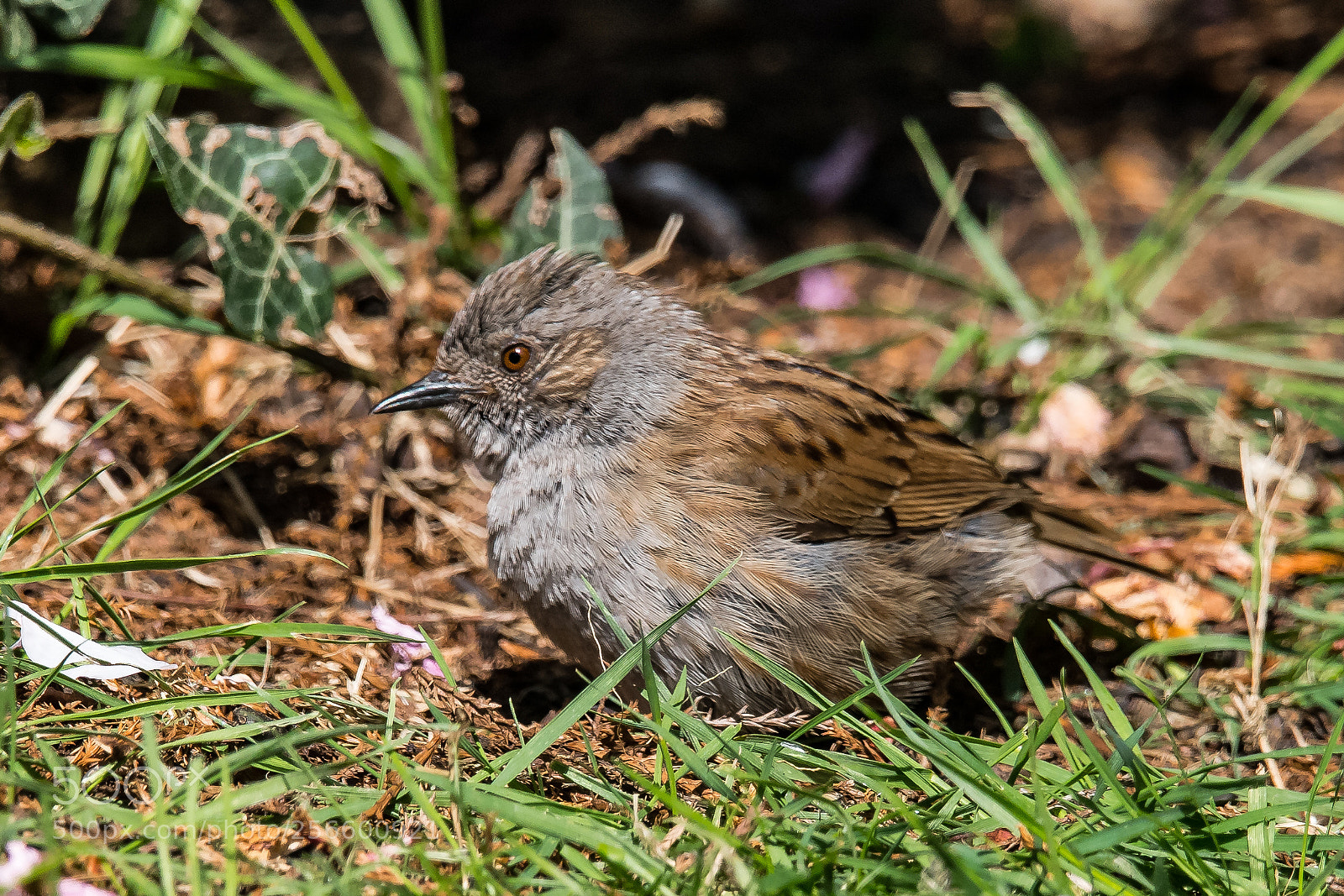 Nikon D850 sample photo. Young dunnock photography
