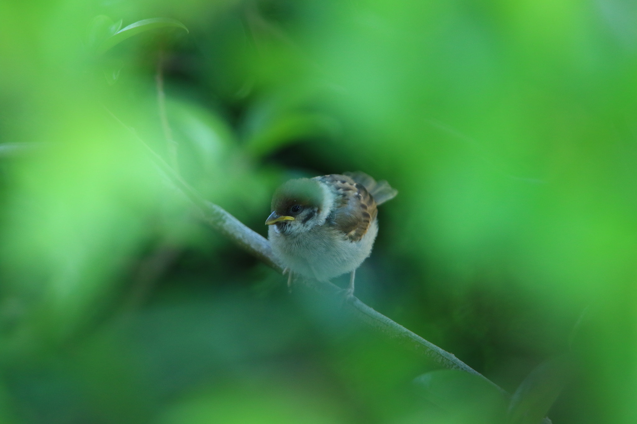 Canon EOS 7D Mark II + Canon EF 400mm F2.8L IS USM sample photo. Sparrow 母を待つ photography