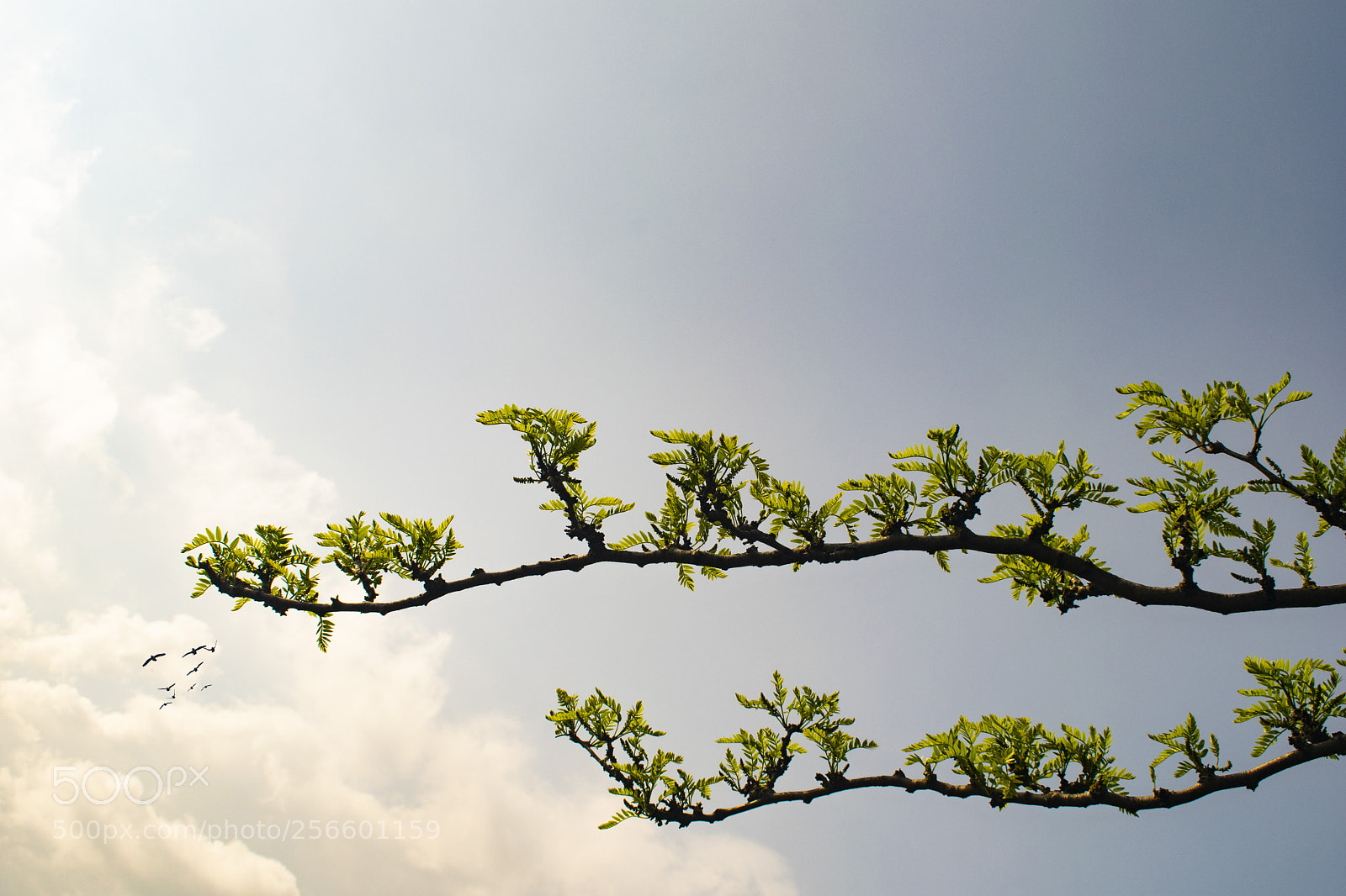 Nikon D3300 sample photo. Wild photography