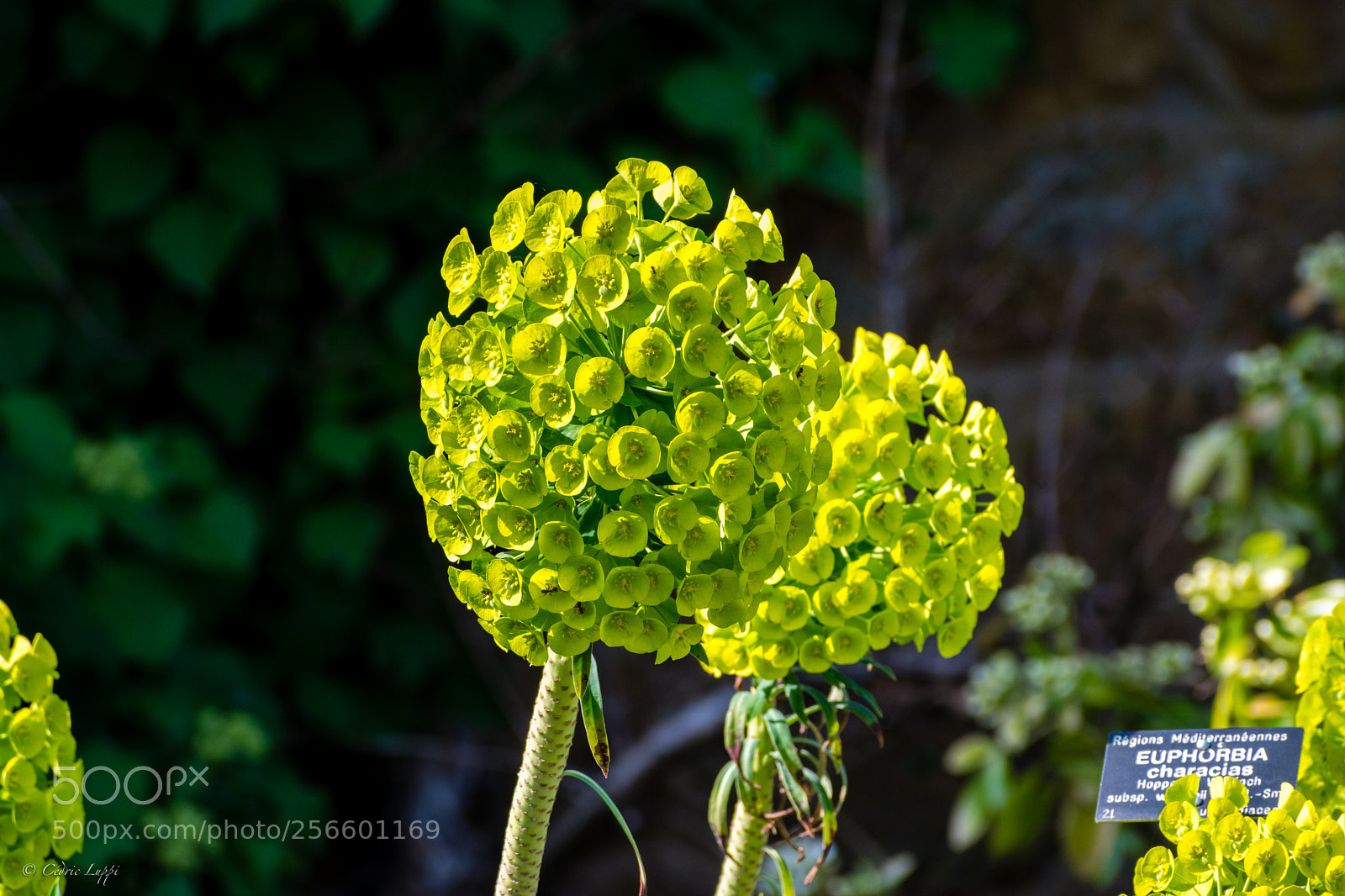 Nikon D5500 sample photo. Euphorbe des garrigues photography