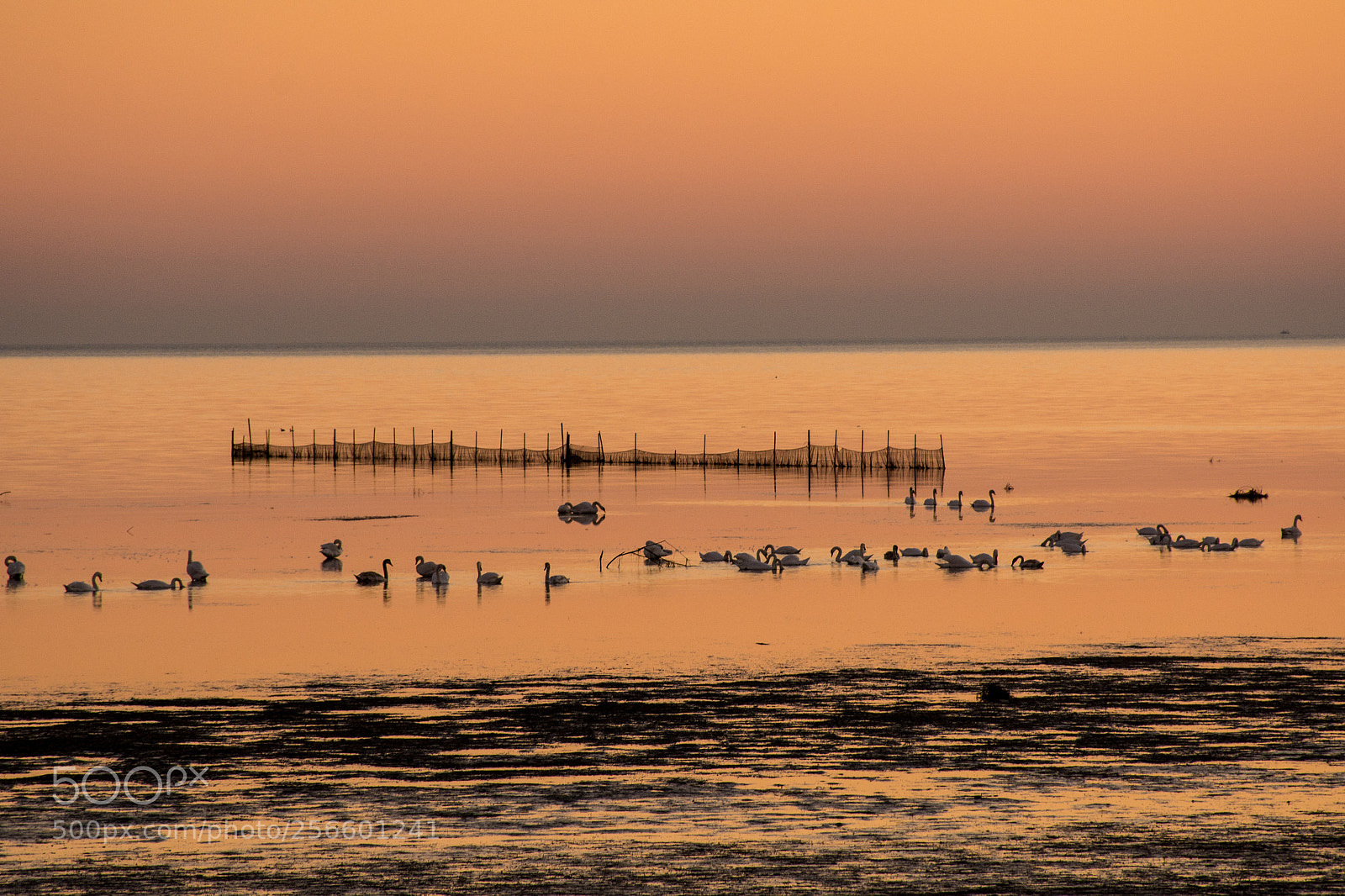 Nikon D7100 sample photo. Sunset grado lagoon photography