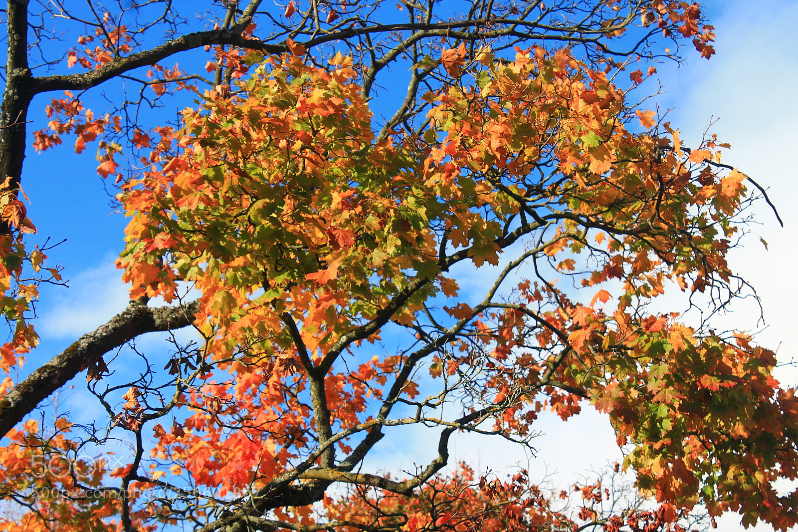 Canon EOS 1100D (EOS Rebel T3 / EOS Kiss X50) sample photo. Autumn leaves photography
