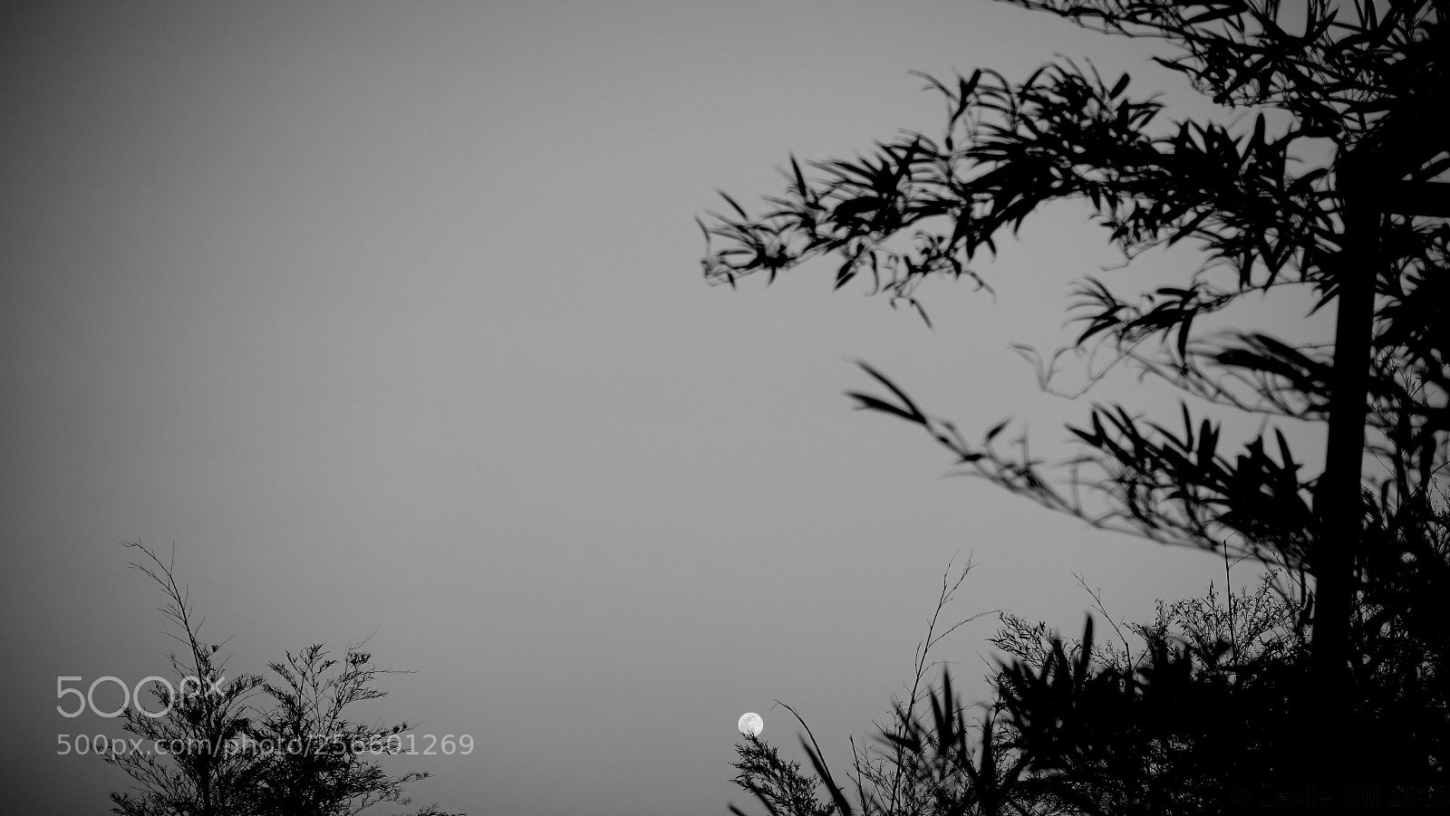 Sony DSC-RX100M5 sample photo. Holding the moon photography