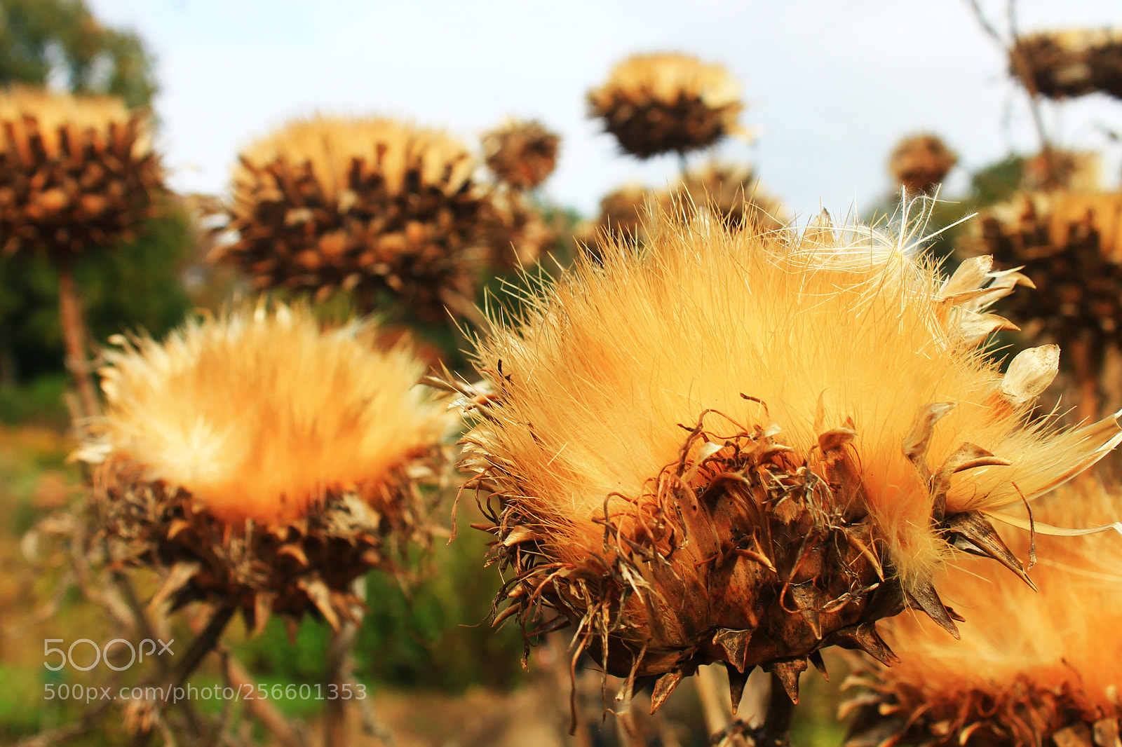 Canon EOS 1100D (EOS Rebel T3 / EOS Kiss X50) sample photo. At jardin des plantes photography