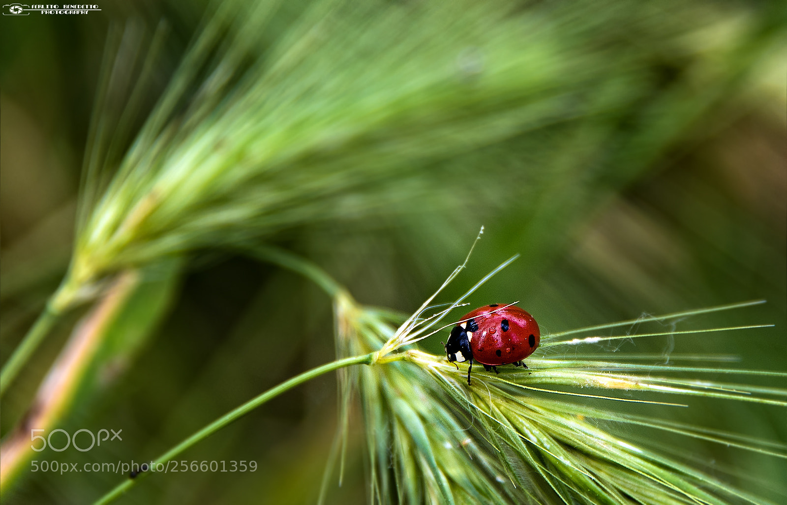Nikon D750 sample photo. Coccinella photography