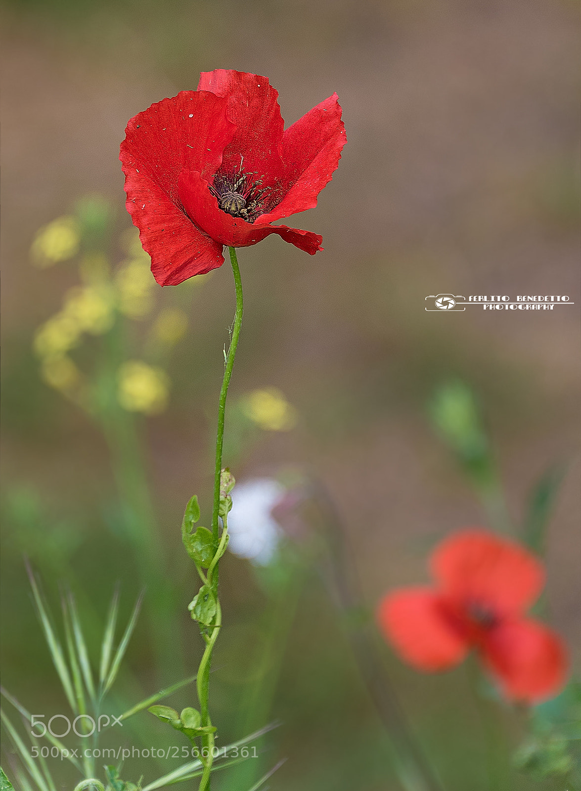 Nikon D750 sample photo. Papavero photography