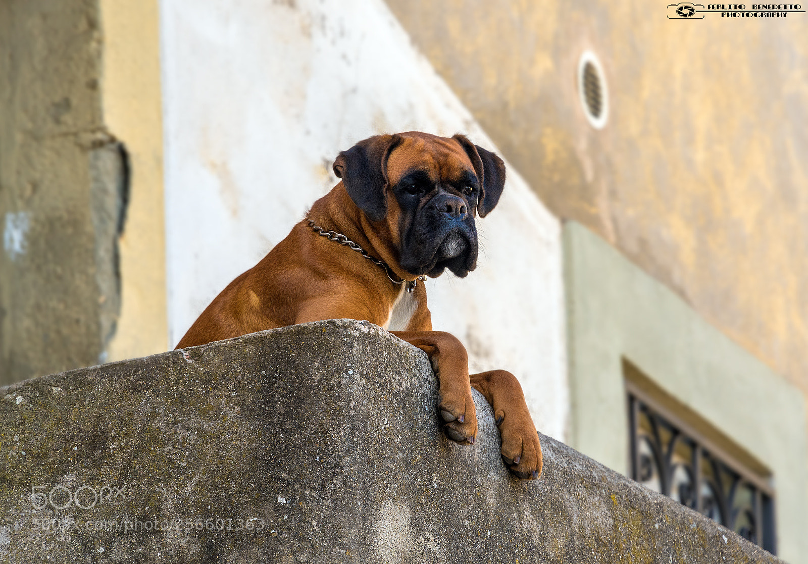 Nikon D750 sample photo. Dog photography