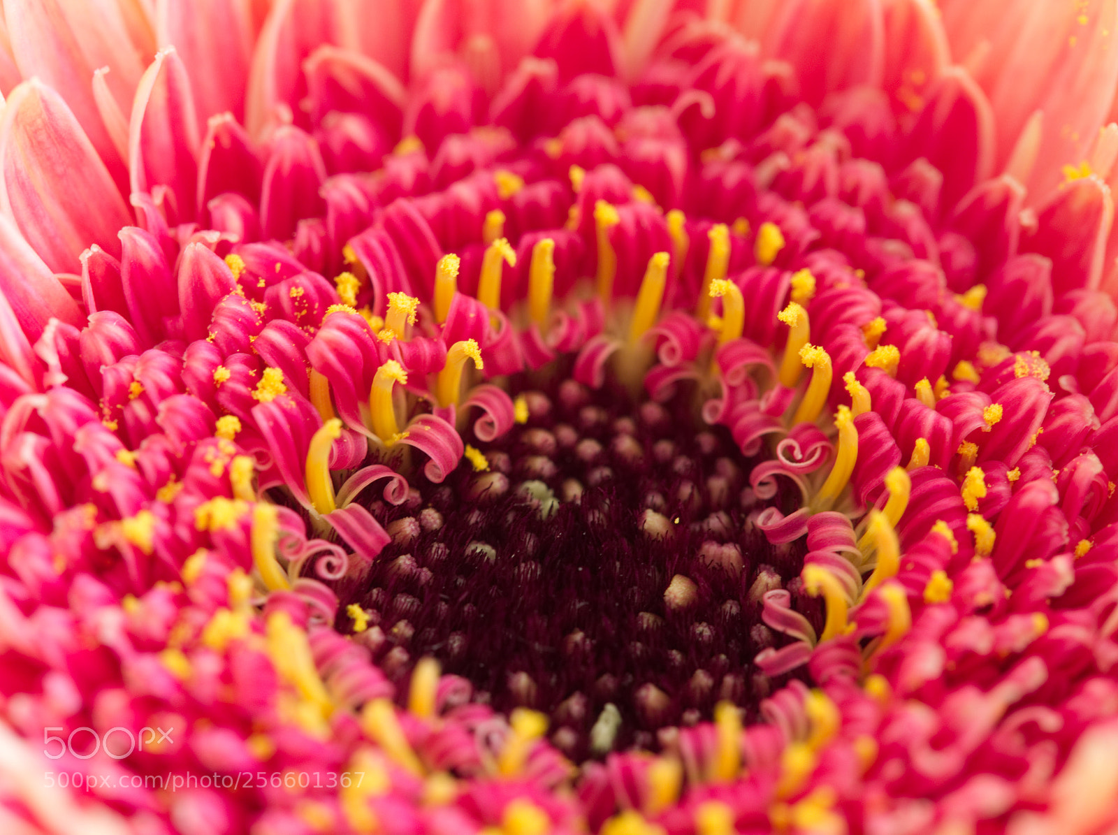 Olympus OM-D E-M5 II sample photo. Bright flower detail photography