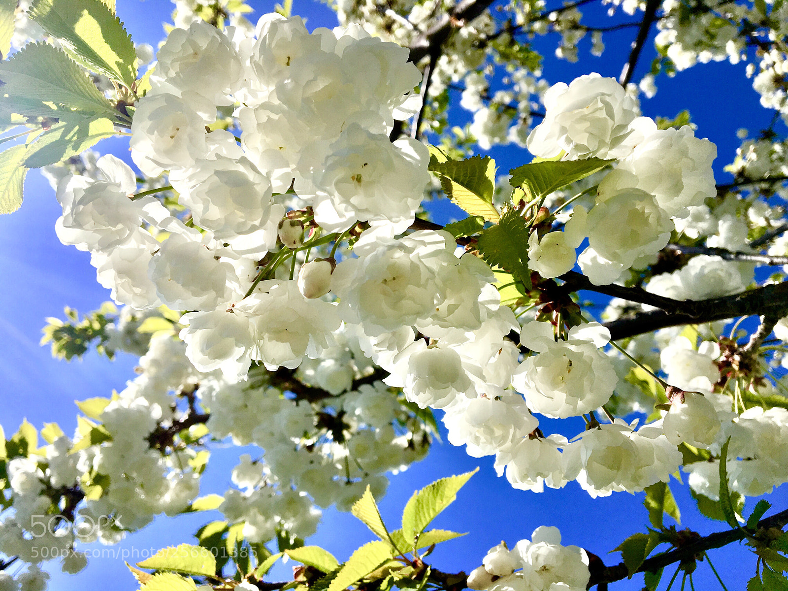 Apple iPhone 6s sample photo. Lovely spring day  photography