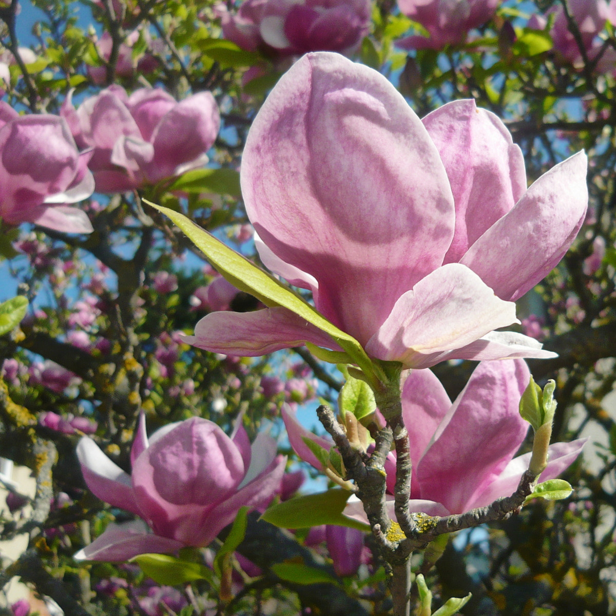 Panasonic Lumix DMC-LS80 sample photo. Magnolia in blossom photography