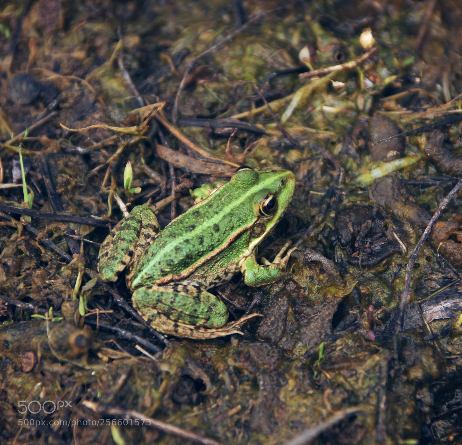 Canon EOS 550D (EOS Rebel T2i / EOS Kiss X4) sample photo. The little frog? photography