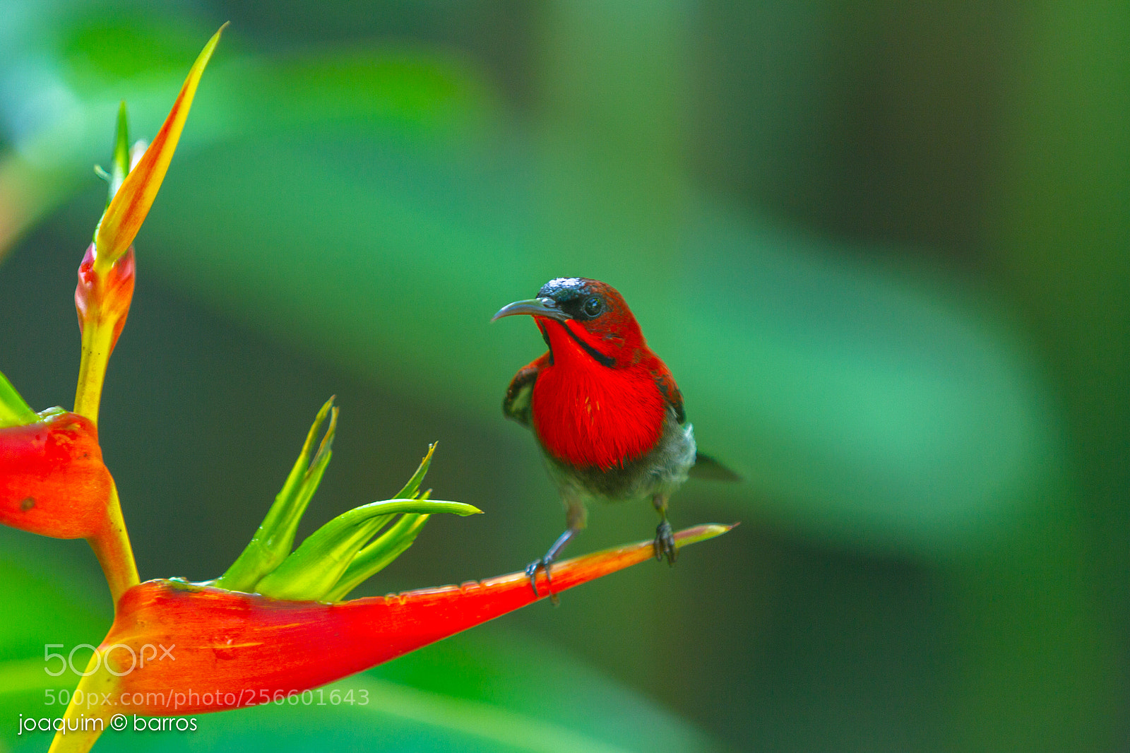 Canon EOS 7D sample photo. Crimson sunbird photography