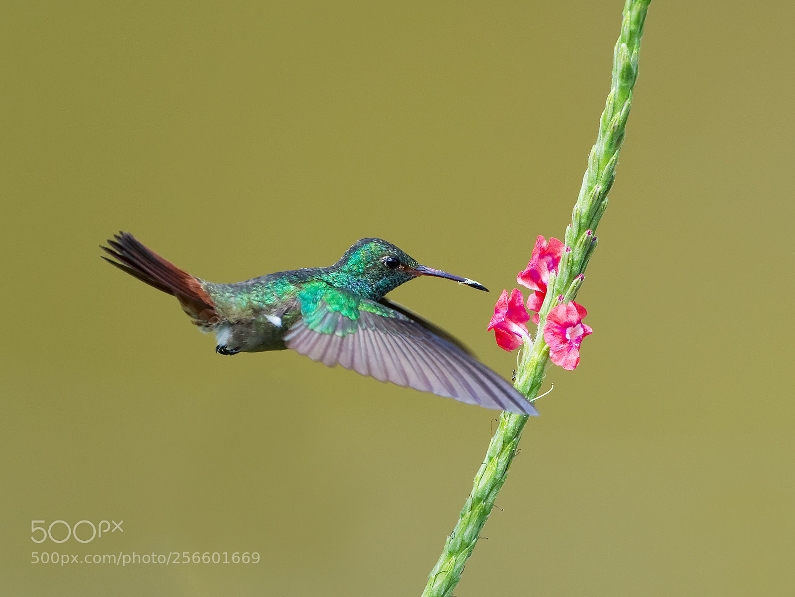Canon EOS-1D Mark IV sample photo. Rufous tailed hummingbird photography