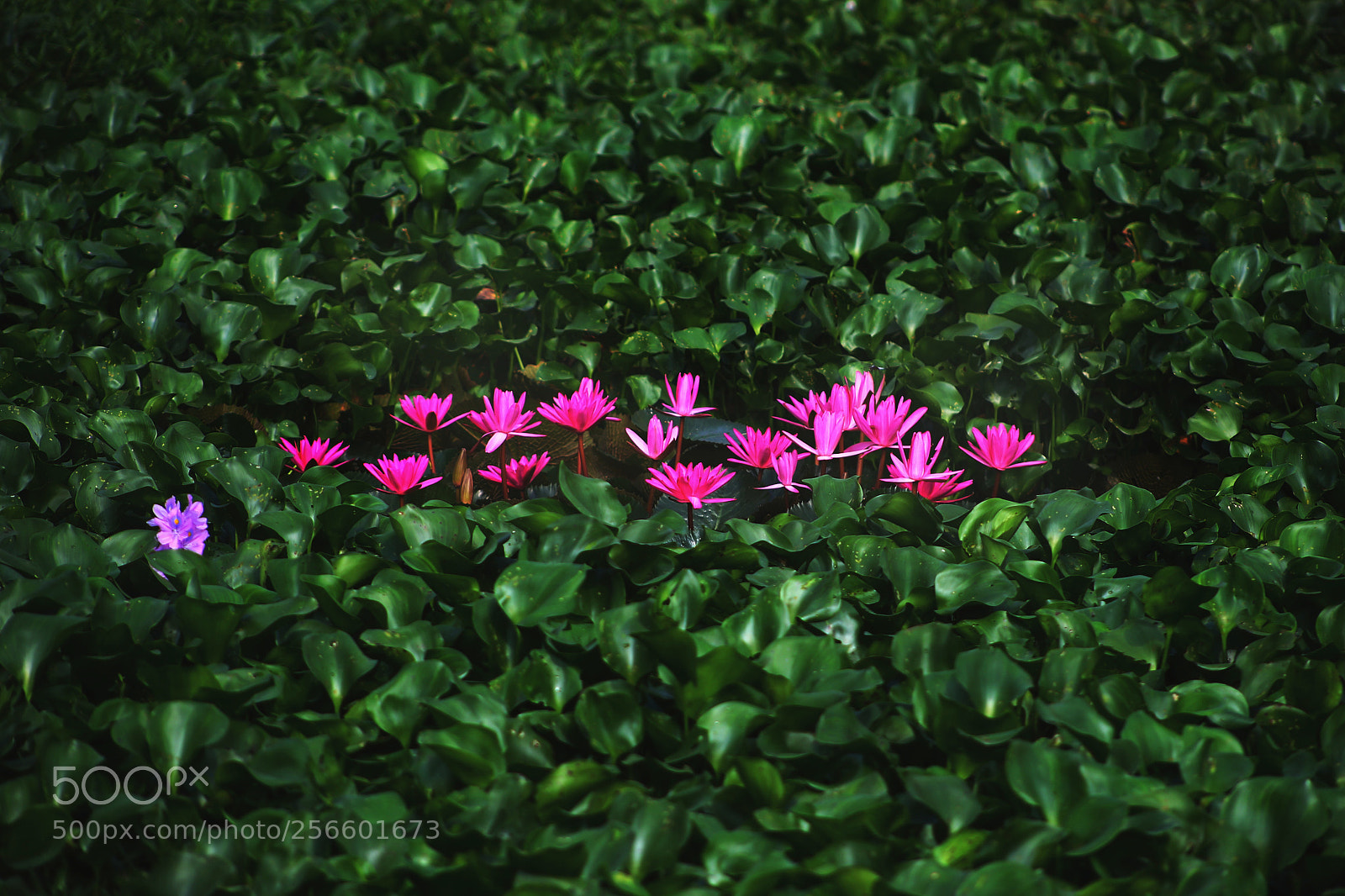 Canon EOS 6D sample photo. Untitled photography