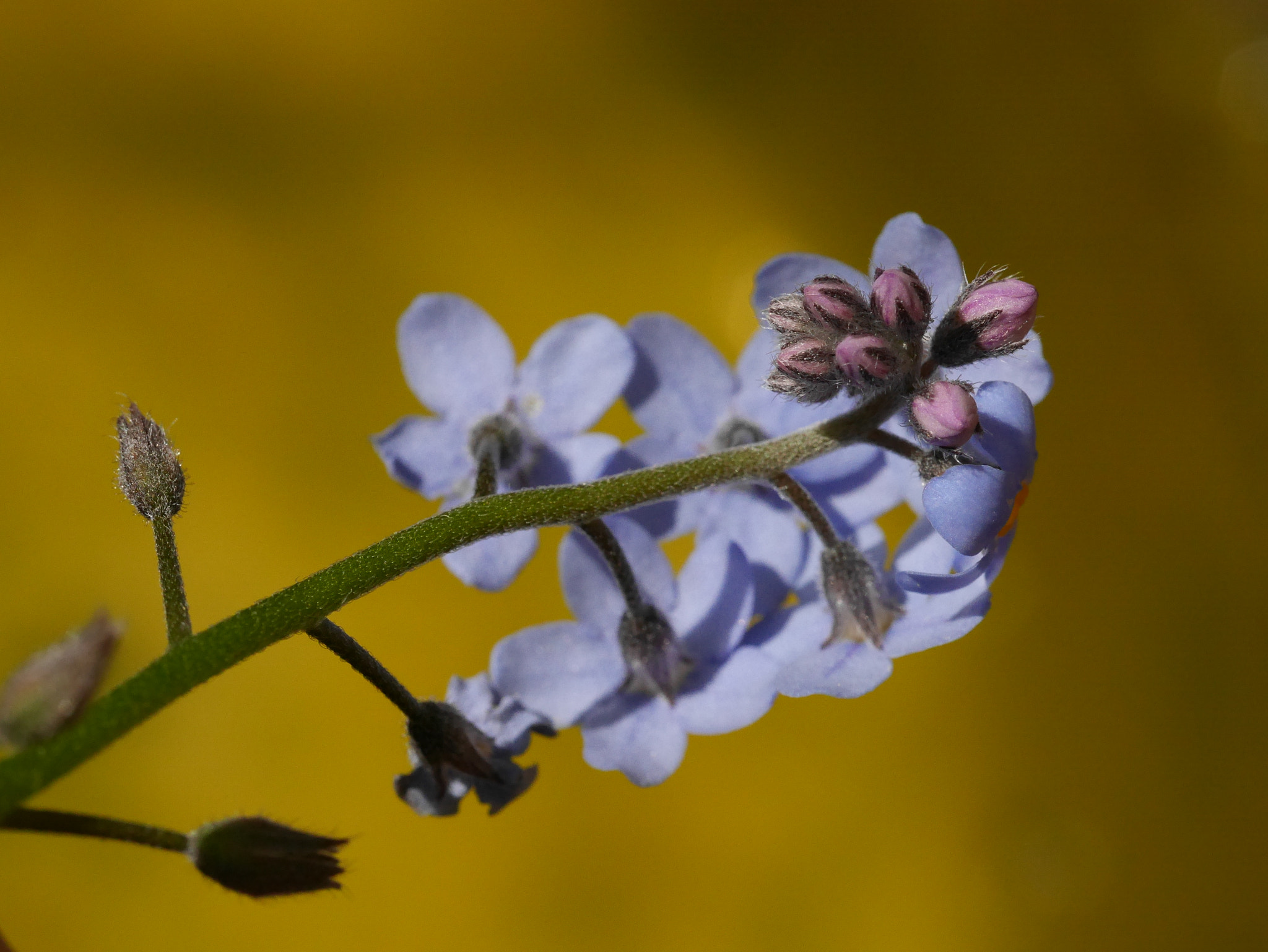 Panasonic Lumix DMC-GM1 sample photo. Seeing beyond the flowers photography