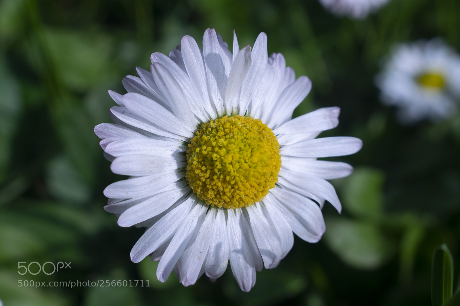 Nikon D3300 sample photo. Natural photography