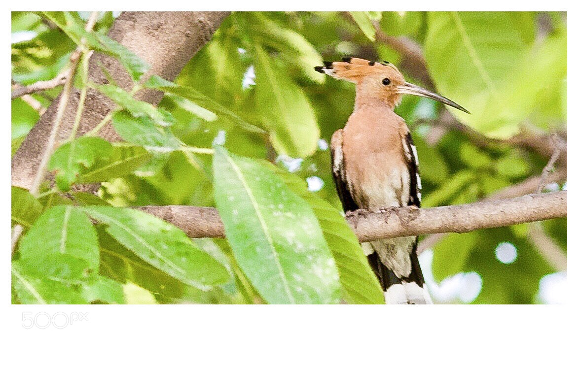 Canon EOS 6D sample photo. Today morning walk,lucky to photography