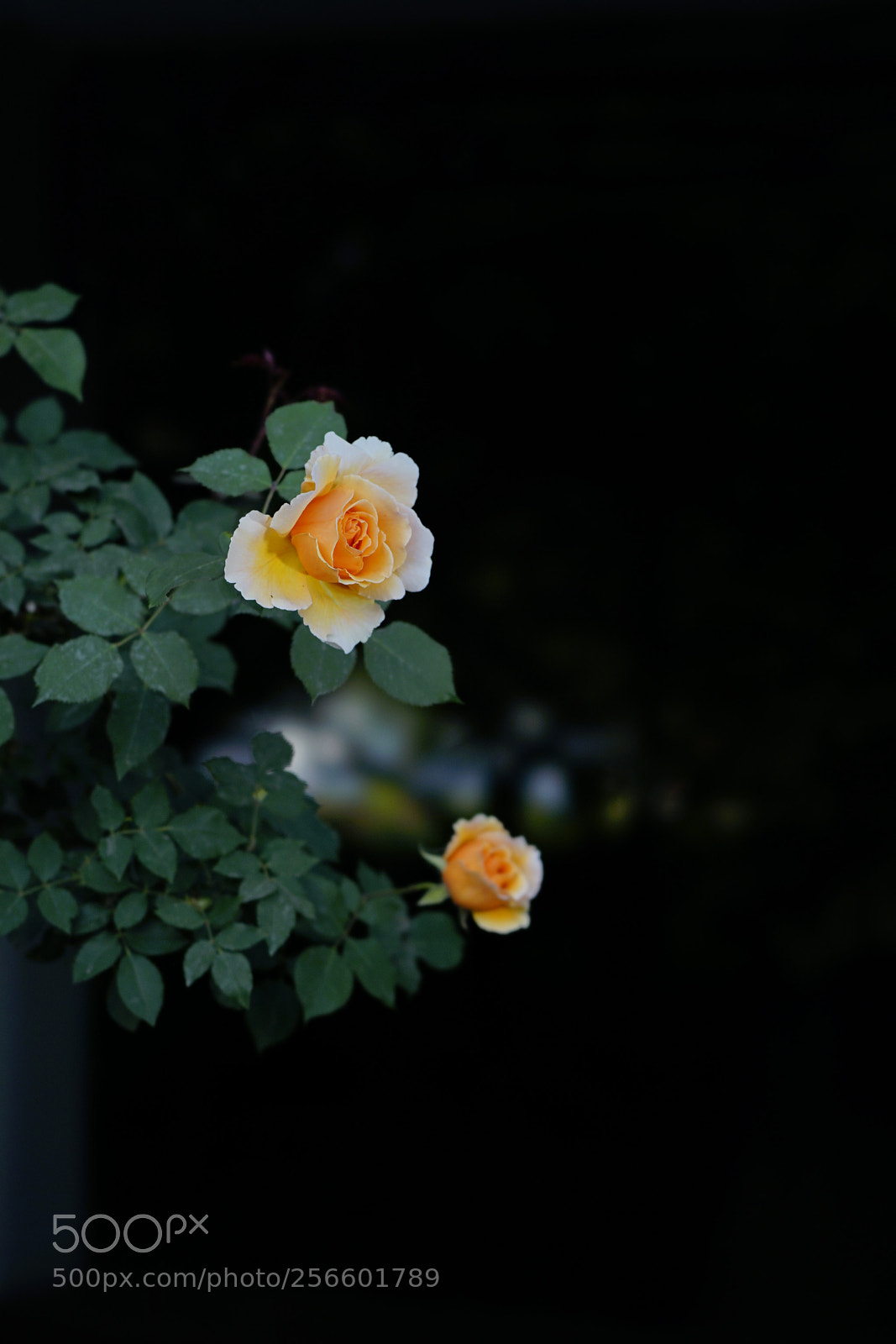 Sony a7 II sample photo. 花之耀 photography